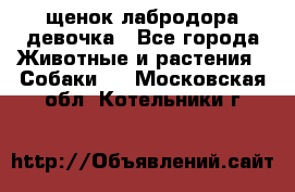 щенок лабродора девочка - Все города Животные и растения » Собаки   . Московская обл.,Котельники г.